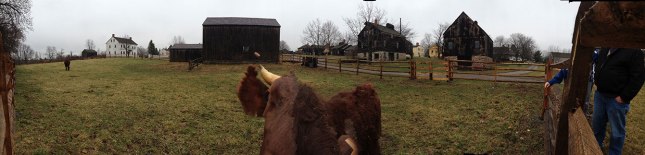Dan the steer bumped into my iPhone while trying to take a panoramic shot of the Quaker homes!   